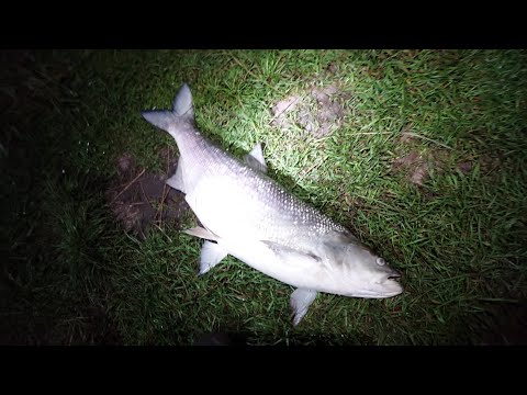 Wielki BOLEŃ ? nas zaskoczył - Wędkarski wypad_z_ekipą 🎣