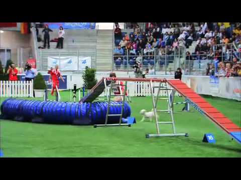 FCI Agility World Championship 2006 - GREAT MOVIE!