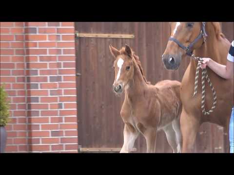 *2018 Stutfohlen von Fürst Jazz - Royal Diamond