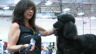 Diane Betelak Poodle Demo