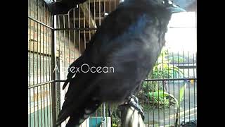 Download lagu Sri Gunting Hitam ngeriwik isian mp3