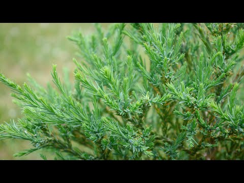 Growing A Giant Sequoia / Redwood Tree - Year 3 (2023)