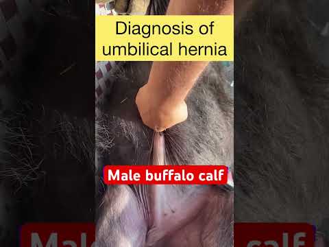 , title : 'Symptoms of umbilical hernia in buffalo calf l Dr Umar Khan'