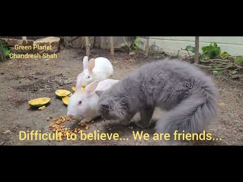 Persian Cat and Rabbits. Friends forever...