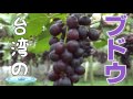 無農薬で採ってすぐ食べれるプルンプルンした台湾ブドウ「新峰農場」