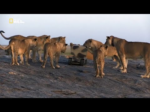 Lion Documentary - Lion Gangland - Nat Geo Wild HD