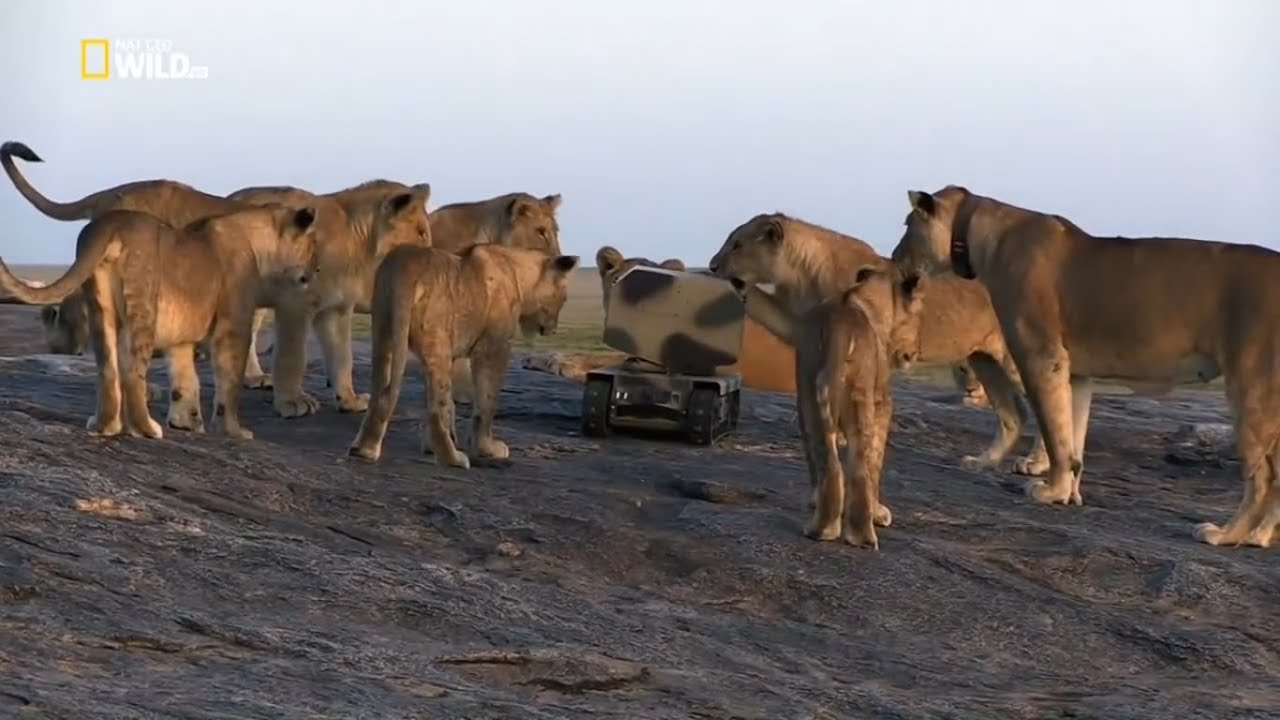 Miniature de la vidéo Lion Documentary - Lion Gangland - Nat Geo Wild HD du film Lion Gangland