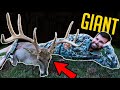 The Buck Commander BUCK Louisiana MONSTER DOWN