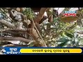 West Bengal Labourers Who Recently Returned To Village Quarantine Themselves On Tree