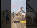 Hallikar Bull Jump Like Subscribe