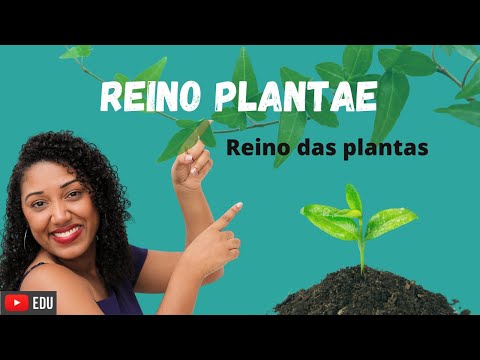 Class: Plant Kingdom (Plantae)