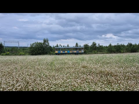 фото мёд 15 рублей/литр (1,5 кг), забрус 15 рублей/литр 0