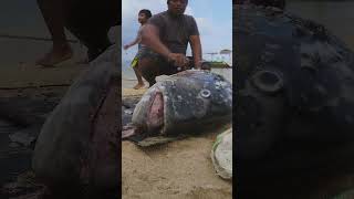 This Fish Was 15 Years Old