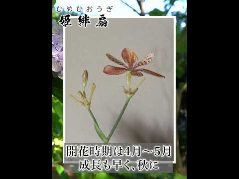 青い扇の花 植物