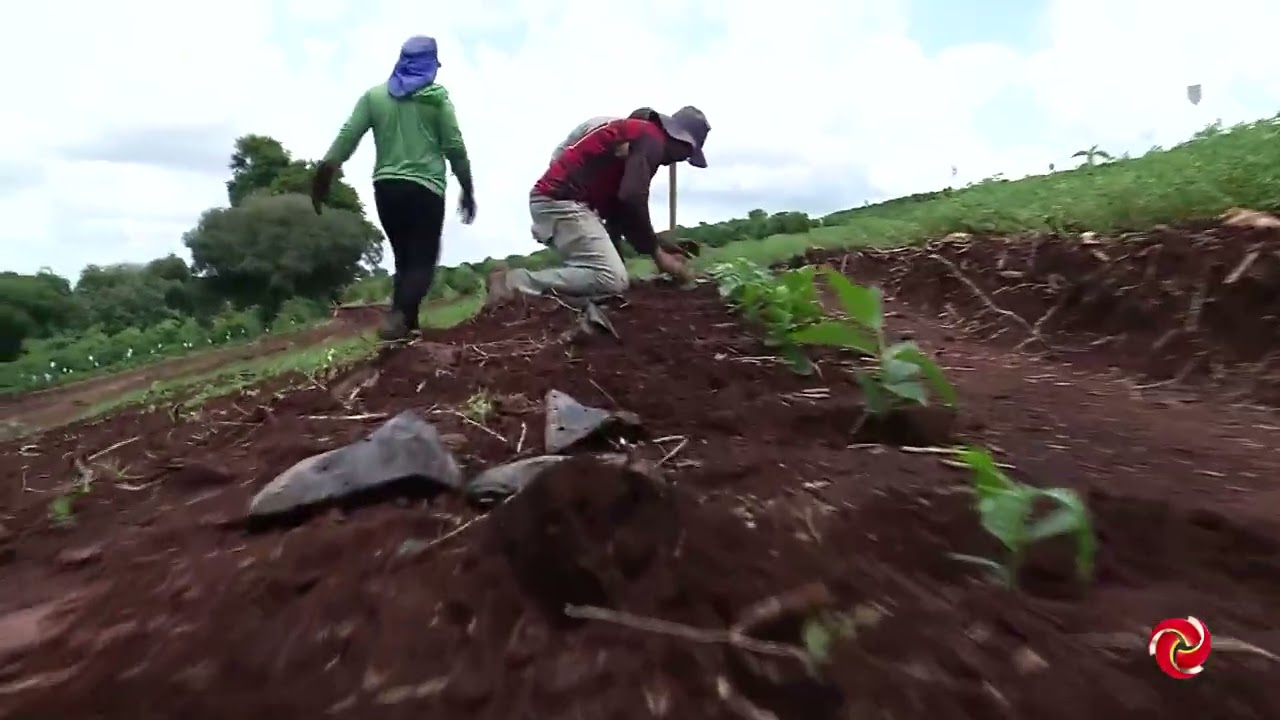 Estudo aponta melhor desenvolvimento do cafeeiro