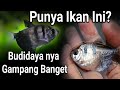 Ikan Hias Black Neon Habitat