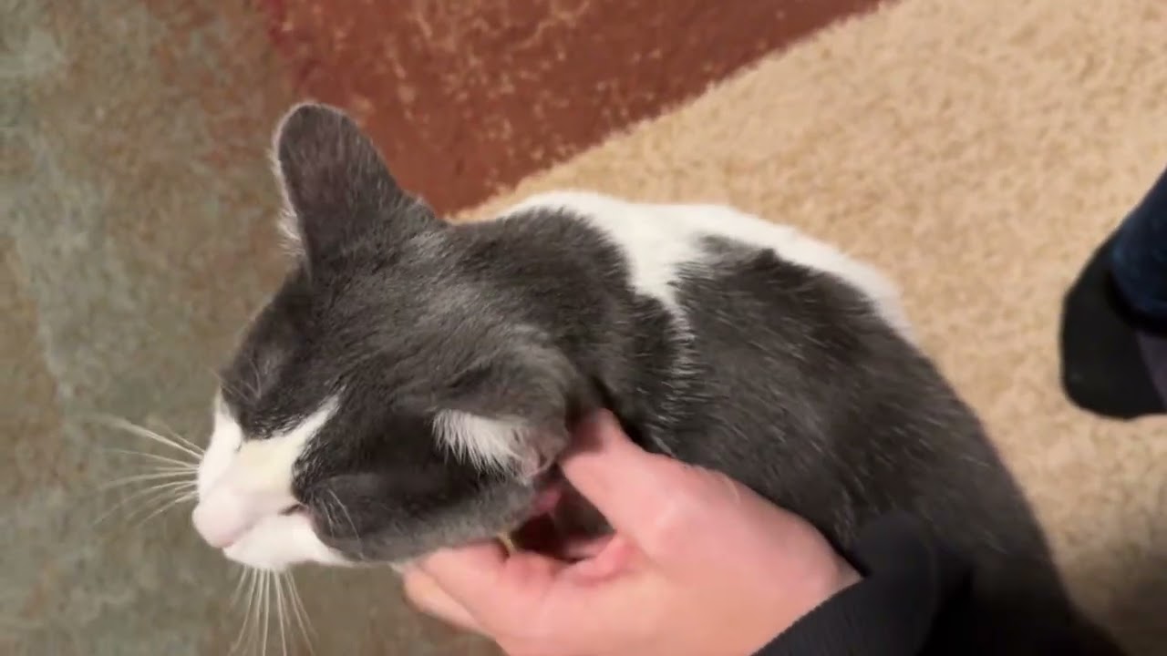 Enlarge Alba, a Adoptable Domestic Short Hair in Laramie, WY video 6/6