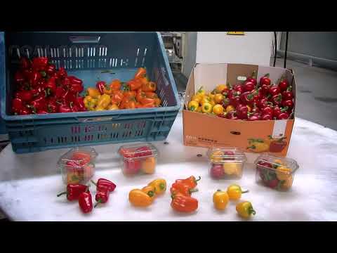 Modern Farming - Awesome Greenhouse Bell Pepper Production Technology