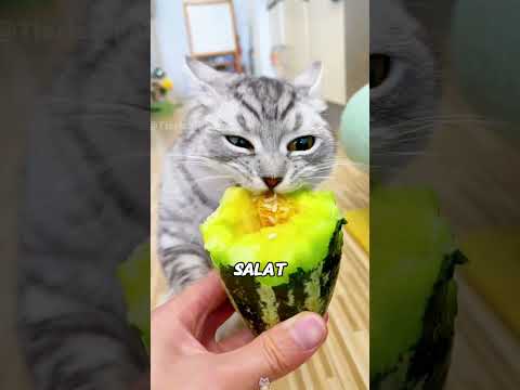 Diese Lebensmittel darf deine Katze essen! 😻🐱 #Katzen #Katzenwissen #Haustiere #Tiere #Shorts