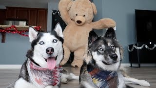8ft Teddy Bear Comes to Life for Christmas! Huskies React!