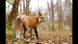 Bon Iver - Woods (Lyrics)