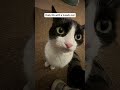 Just A Normal Day With A Tuxedo Cat Cute Kitten Tuxedocat