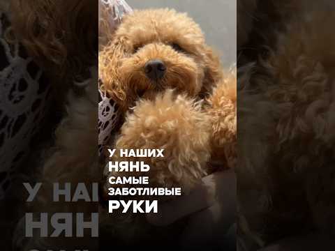 фото передержка собак и кошек 0