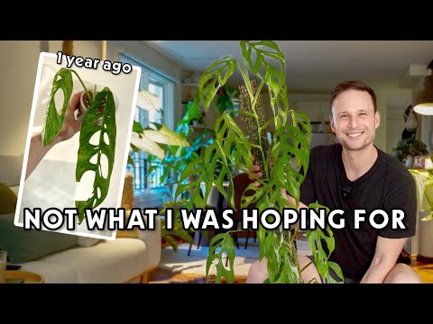 I TRIED TO GROW A LARGE VARIEGATED MONSTERA ADANSONII - includes 12 months of growth updates