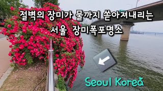 4K아찔한 절벽위에 폭포처럼 장미가 쏟아져내리는 서울 숨은 장미명소 한강공원 토정나들목/이쁜런닝 자전거길/서울가볼만한곳/Han River in Seoul Korea
