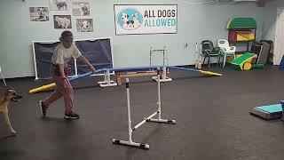 Video preview image #1 Mutt Puppy For Sale in Cary, NC, USA