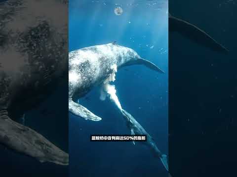 Blue whale milk contains up to 50% fat#d3962