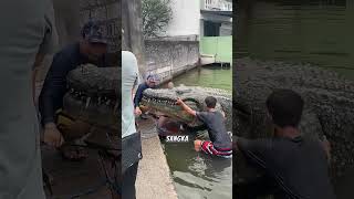 Download lagu VIRAL ‼️ Penemuan buaya raksasa terbesar di dunia mp3