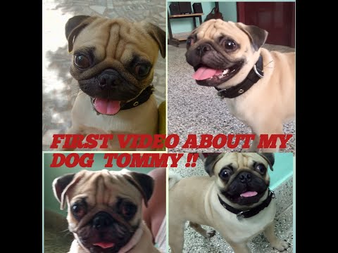 My naughty dog|Tommy|Part 1