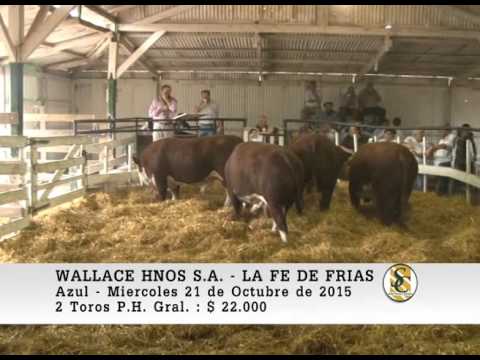 21-10-15 Venta de Toros - Cabaña la Fe de Oscar Frias - Wallace Hnos S.A. - Azul
