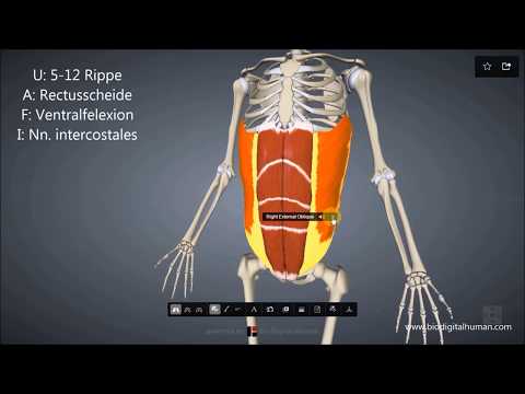 download lagu mp3 mp4 Obliquus Externus, download lagu Obliquus Externus gratis, unduh video klip Obliquus Externus