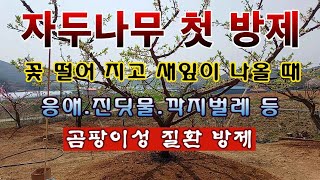 [텃밭농부 1,842]  자두나무에 꽃이 떨어 질 때쯤 진딧물 방제하세요. #자두재배