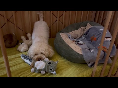 Calma… o Charito Muchamarcha! Caniche Toy con mucha marcha!!!