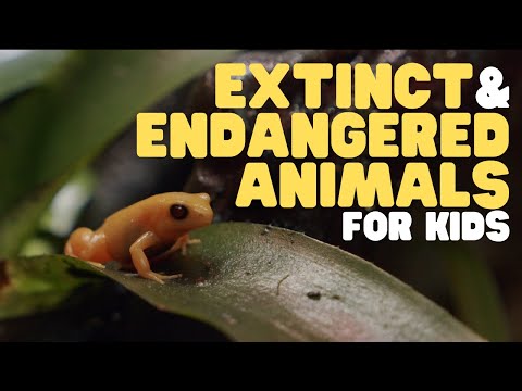 Extinct and Endangered Animals for Kids | What we can do to protect endangered species