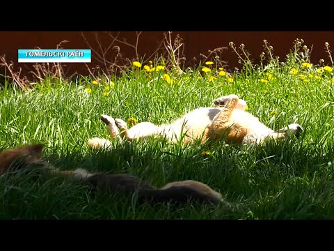 В агрогородке Красное собака покусала ребенка видео