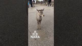奈良🇯🇵NARA #deer #奈良 #しかのこのこのここしたんたん