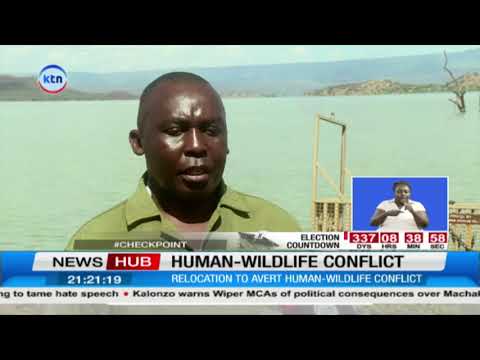Rising Lake Baringo Waters Force KWS to Relocate Crocodiles