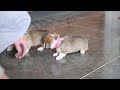 Welsh Corgi Pembroke dogs for sale: Wade - Video 1