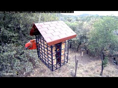 Hepatic Tanagers Bring Bright Colors To Bustling West Texas Feeder Cam – Jan. 17, 2023