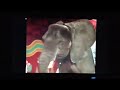 Barney Friends Do Your Ears Hang Low Song 1999