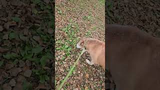 Video preview image #1 Labrador Retriever Puppy For Sale in Jackson, MS, USA