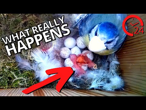 The Secrets of Bird Eggs Hatching | The First 24 Hours