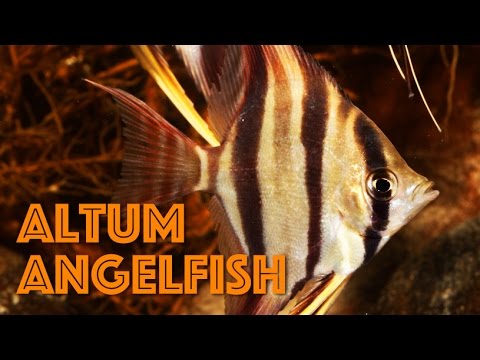 Altum Angelfish — Pterophyllum altum v akváriu