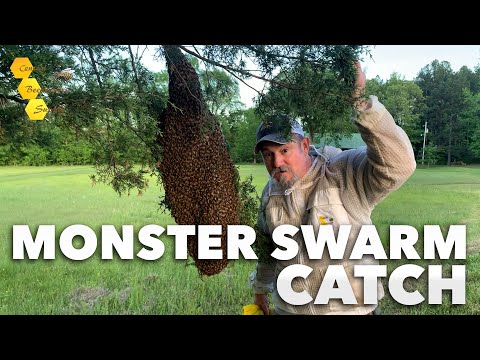 "The Biggest Swarm I've Ever Caught!" - [HUGE swarm catch in beekeeper's backyard] (10lbs of bees!)