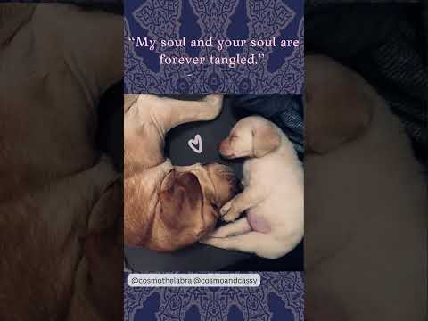 Inspiring True Love Cute Dog + Puppy Video 💙 #truelove | Cosmo & Cassy