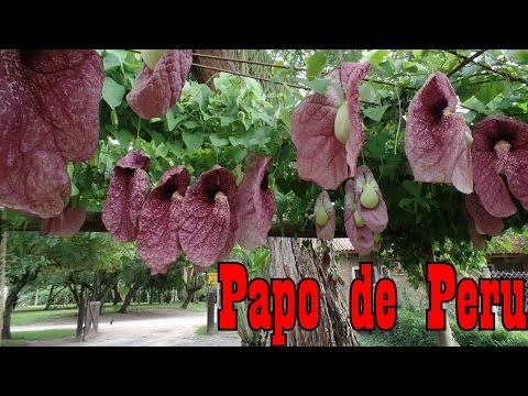 , title : 'Mondini Plantas: Papo de Peru'